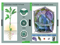 Учебный альбом «Вещества растений. Клеточное строение» (2) 02830691