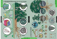 Учебный альбом «Растение – живой организм» (2) 02830693
