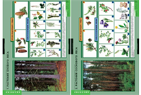 Учебный альбом «Растения и окружающая среда» (2) 02830694