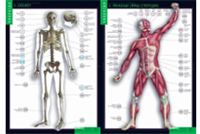 Учебный альбом «Строение тела человека» (2) 02830695