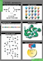 БИОЛОГИЯ Химия клетки 02830597
