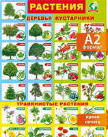 Настенный плакат для детей растения окружающий мир us9fgTchiu9l2sNDDFOsq0