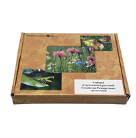 Гербарий Систематика растений. Семейство Розоцветные (раздаточный) qm2O01OqhSlIQqIJkO1Zd2