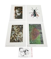 Модель-аппликация Муравьи. Устройство муравейника 0283096599731