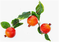 Ветка муляжей 