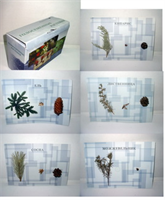 Коллекция  «Голосеменные растения» 0283095051