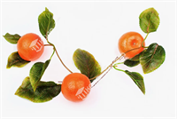 Ветка муляжей 