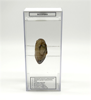 Влажный препарат Беззубка okbFf4qYgm5M5ccYz8lhT2