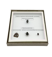 Коллекция Примеры защитных приспособлений у насекомых XgEVpshMiZEusZGmOcP-G2