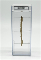 Влажный препарат Нереида T0nE36sCiUvgG0jHwKy2r2