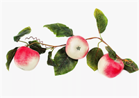 Ветка муляжей 