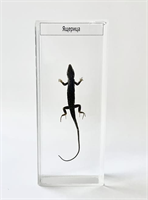 Влажный препарат Ящерица QTTCyHu6gXGQQkQ9uckpJ3