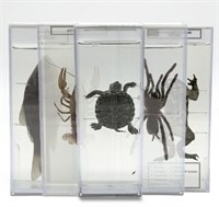 Комплект влажных препаратов демонстрационный (12 видов) tZ69wdcjgBHK3zCWJtBge3