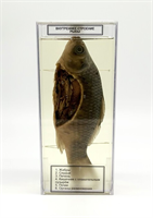 Влажный препарат Внутреннее строение рыбы L050XfGzioSRwM3J9bOyn1