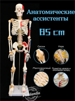 Скелет человека анатомический со связками, 85 cm fBuX3SjBgp4ZrPpCOZFC01