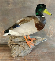 Чучело селезня кряквы 026237