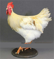 Чучело петуха 026238