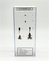 Влажный препарат Развитие лягушки k07JbPL1g4WmjprX-CWXM1