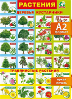 Настенный плакат для детей растения окружающий мир 0283095607