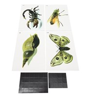 Модель-аппликация Многообразие беспозвоночных 0283096599726