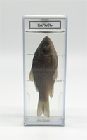 Влажный препарат Карась WMsO5vktgBA3K8PhGvZ5f0
