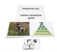 Модель-аппликация Взаимодействие в природных сообществах 0283096599718