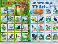 Обучающий плакат Птицы на стену в школу и детский сад YcqUqclHhkSEHVlEzYS7k0