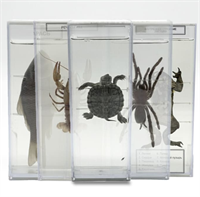 Комплект влажных препаратов демонстрационный (22 вида) SLHcNY1ThNoisXg2hOD283