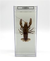 Влажный препарат Речной рак 0283096599686