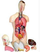 Торс человека -mRwd-Ibh0u9ZzW3SZVVe0