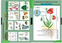 Учебный альбом «Общее знакомство с цветковыми растениями» 01848