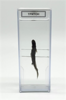 Влажный препарат Тритон RsCIzg0RhR4utq5axVXzj3