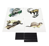 Модель-аппликация Многообразие хордовых. Млекопитающие 0283096599727