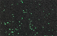 Рулонное резиновое покрытие Alegria color 850 6мм, зеленый 10 м х 1,20м (12м2) lmRRpGSAiaw1929zKyYRS3