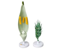 Модель цветка пшеницы 0283095088