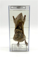 Влажный препарат Внутреннее строение крысы UNuATXXRg7thAANP3HHrC3