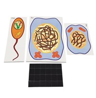 Модель-аппликация Деление клетки. Митоз и мейоз 0VnstPlZg94CCLDdh7a8e0