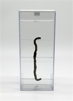 Влажный препарат Змея f6I88gQfhWR1v5xboQngJ1