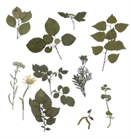 Комплект гербариев демонстрационный (10 видов) M-Qd0OT5gXyziRq0uRWzs2