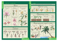 Учебный альбом «6 кл. Растения. Грибы. Лишайники» 01851