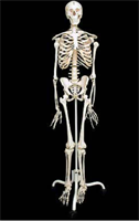 Скелет человека на подставке (170 см) 02830962784