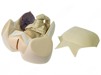 Акушерский тренажер для отработки навыков по родовспоможению и демонстрации биомеханизма родов 0281814