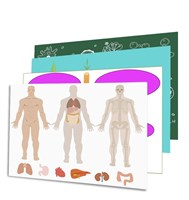 Комплект моделей-аппликаций по анатомии и общей биологии (23 товара) EkUk-nBBh7hX9IZVZ9QT02