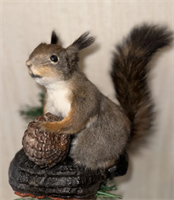 Чучело белки на древесном грибе с южной шишкой . yTrwQHZZiRgjTRJamd75a3