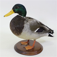 Чучело утки кряквы, настольная подставка Ji1VgKFdhIK0rgveYMvfJ3