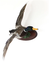 Чучело кряквы в полёте 6WxDk2MKjneauWGMk9jh00