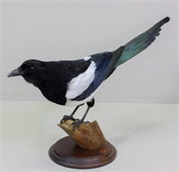 Чучело сороки на деревянной поставке TB4IsP-1gpHtALUWvfSNx3