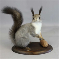 Чучело белки с шишкой Ln6CqzXNgVglX7C4Cjq0b2