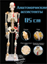 Скелет человека анатомический со связками, 85 cm fBuX3SjBgp4ZrPpCOZFC01