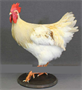 Чучело петуха 026238